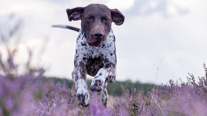 German Shorthaired Pointer running through heather field