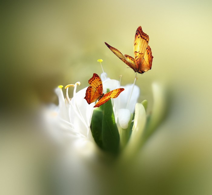 Two orange butterflies on a white flower