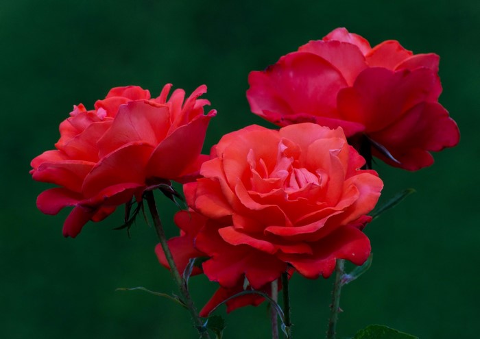 Three red roses against a dark green background