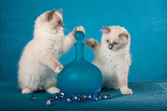 Two Ragdoll kittens with a blue bottle and stones