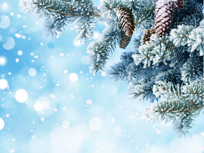 Winter Pine Branches with Cones and Snow