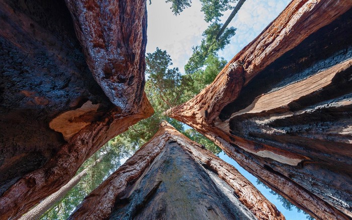 Giant Sequoia Trees Looking Up