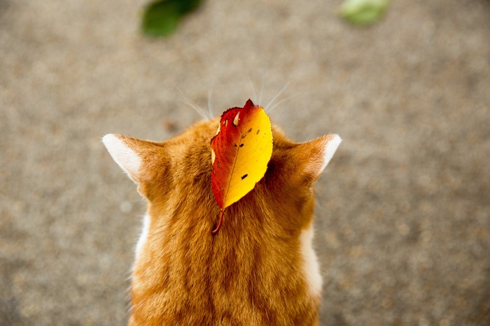 Ginger cat with autumn leaf on head
