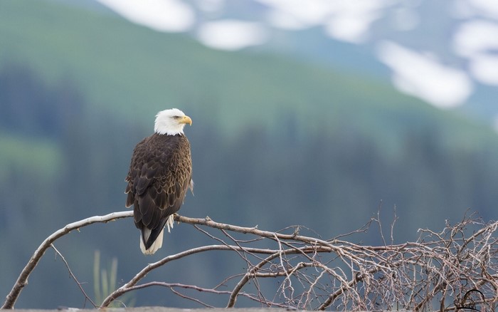 Bald Eagle perched on a branch