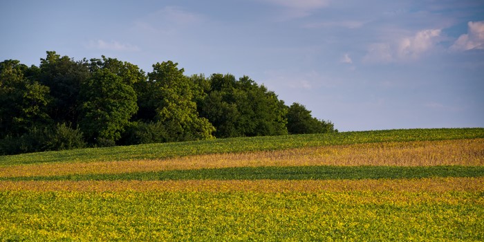 Striped agricultural fields with trees and sky