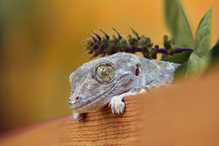 Close-up of a gecko with a plant