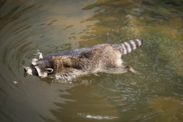 Raccoon swims in murky water