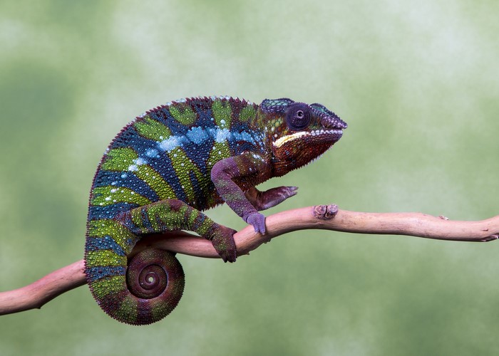 Chameleon perched on a branch