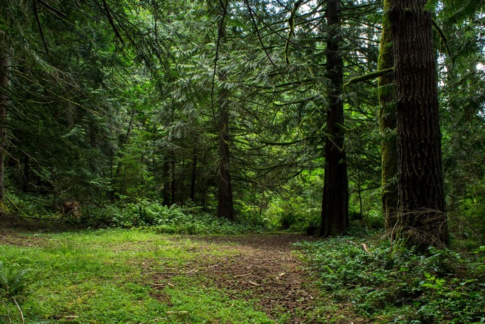 Forest Trail with Tall Trees