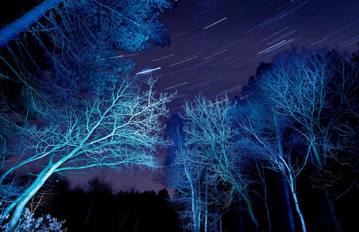 Trees and star trails at night