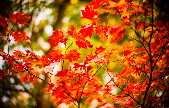 Red Maple Leaves in Autumn