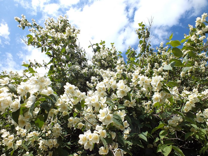 White jasmine flowers on a tree against the sky