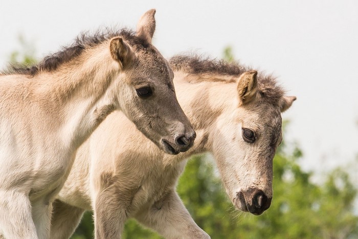 Two young horses in a field