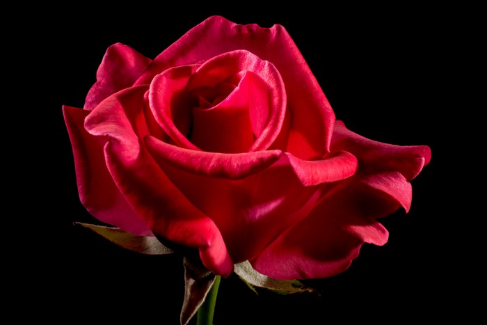 Red Rose Closeup