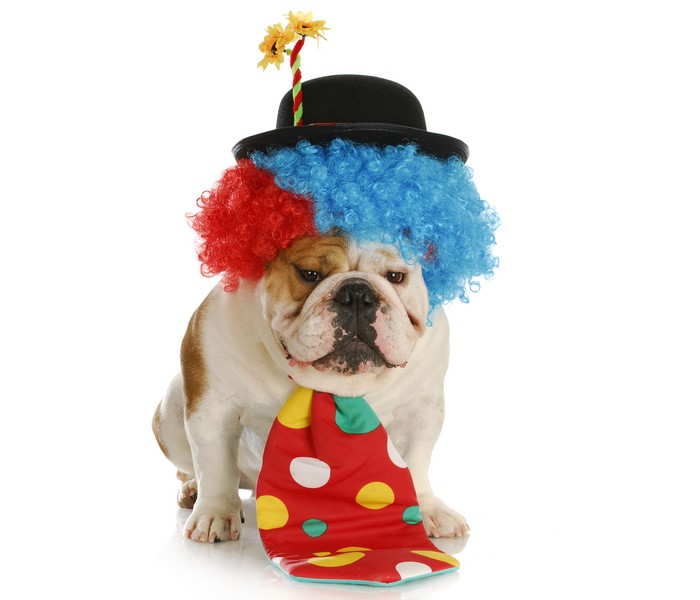 Bulldog wearing a clown wig and hat