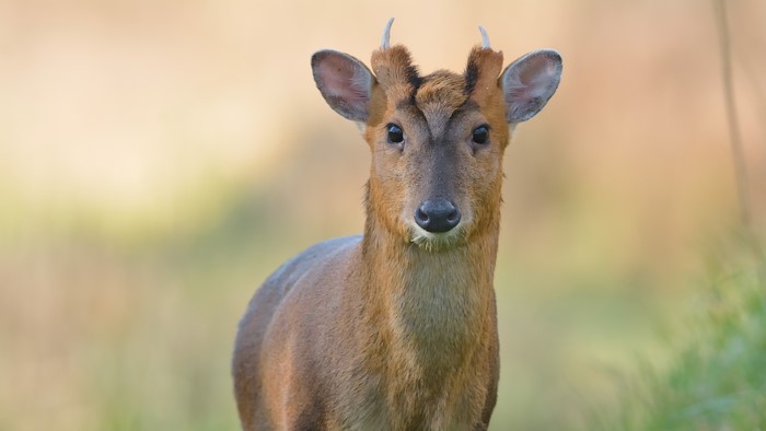 Muntjac deer with small antlers
