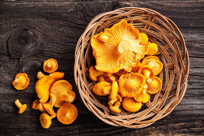 Chanterelle mushrooms in a wicker basket