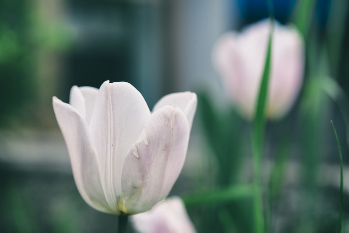 4K White Tulips Closeup