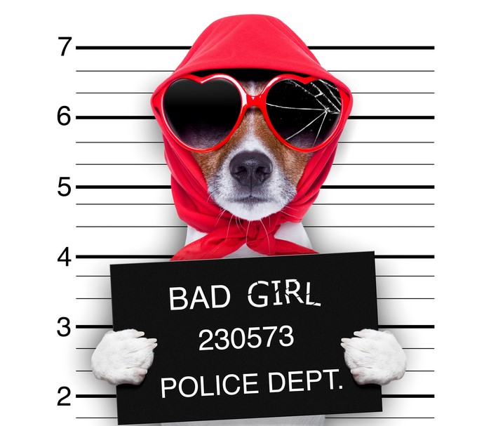 Jack Russell Terrier Dog Mugshot with Sunglasses