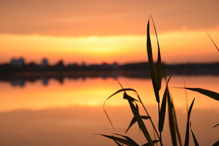 Sunset over a lake with reeds in the foreground