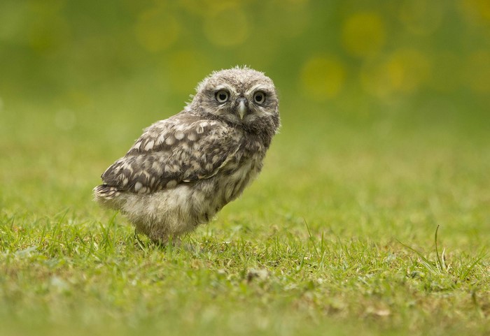 A young owl stands on green grass