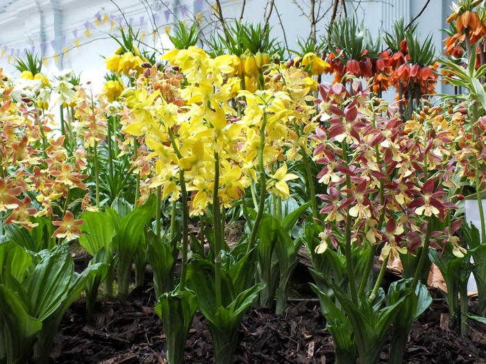A display of colorful orchids and imperial fritillaries