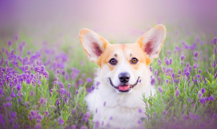 Pembroke Welsh Corgi dog in a field of lavender