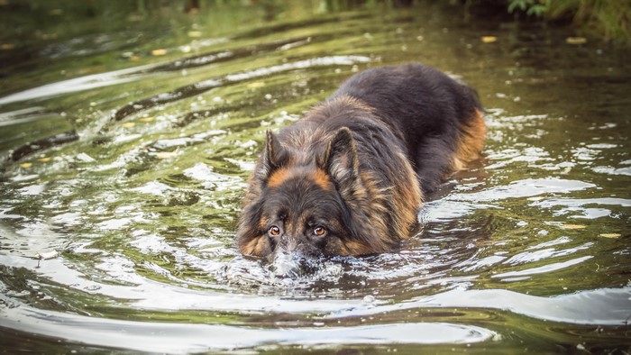 German Shepherd dog swimming in water
