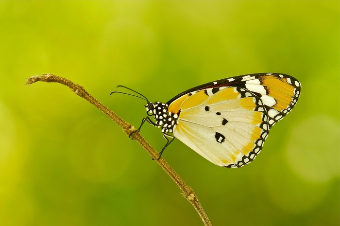 Close-up of a Danaus chrysippus butterfly on a branch