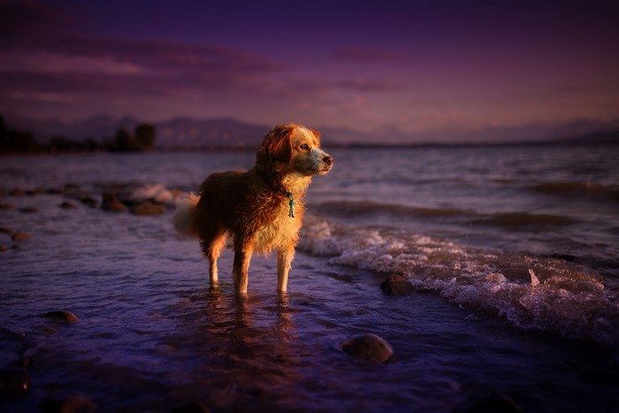 Golden Retriever dog standing in the sea at sunset