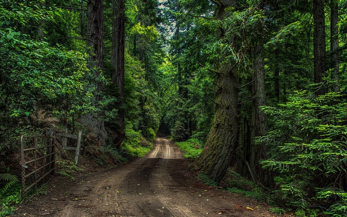 Dirt road through a dense forest