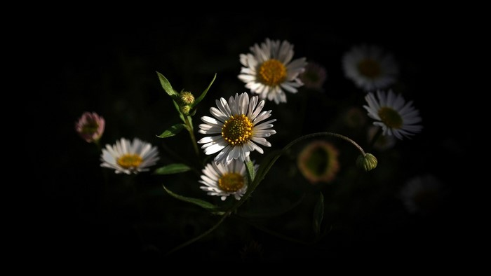 White daisies with yellow centers in dark setting