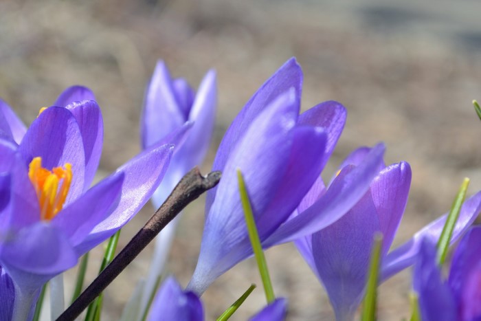 Purple Crocuses in Close-up
