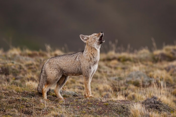 Grey fox howling in a field