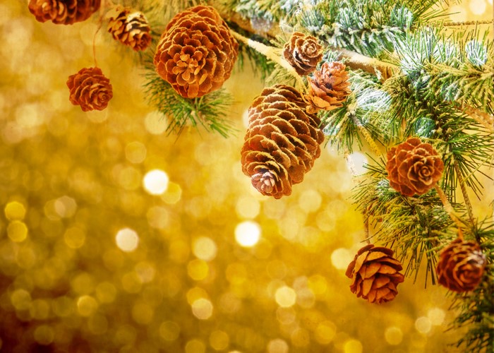 Christmas pine cones on a branch