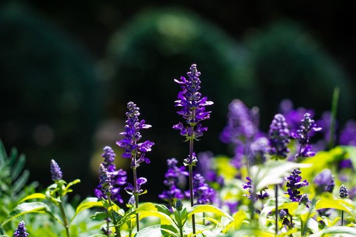 Purple Salvia flowers in a garden