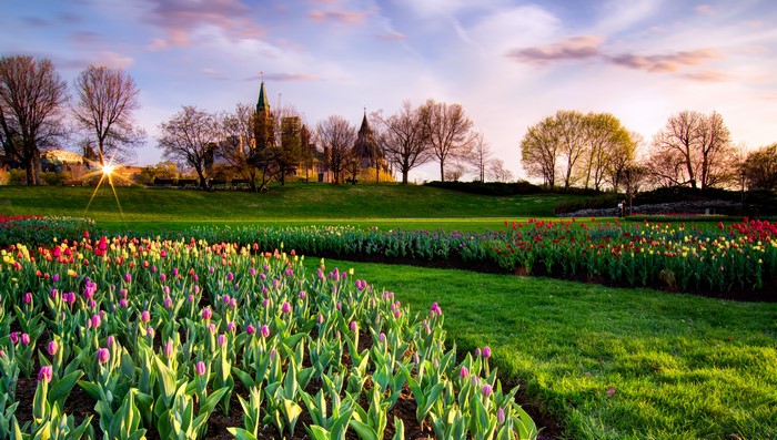Tulips in bloom with Parliament Hill in the background