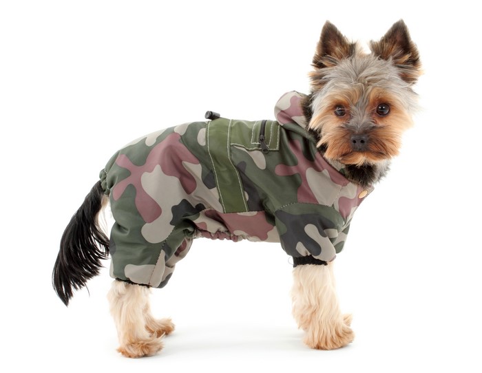 Yorkshire terrier wearing camouflage dog clothes