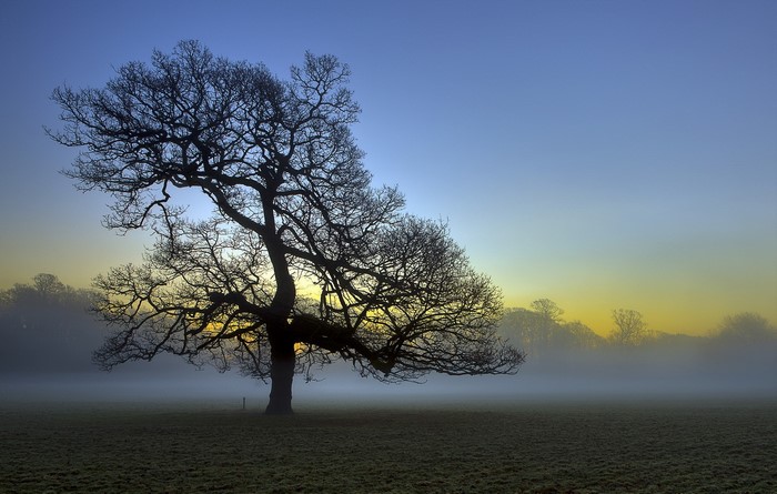 Bare tree in foggy field at sunrise