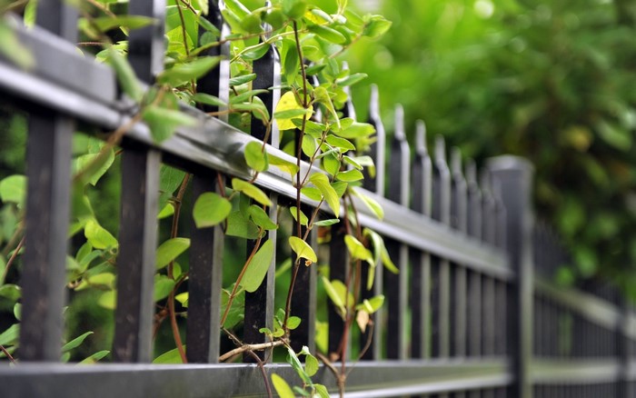 Green vines growing on a black metal fence