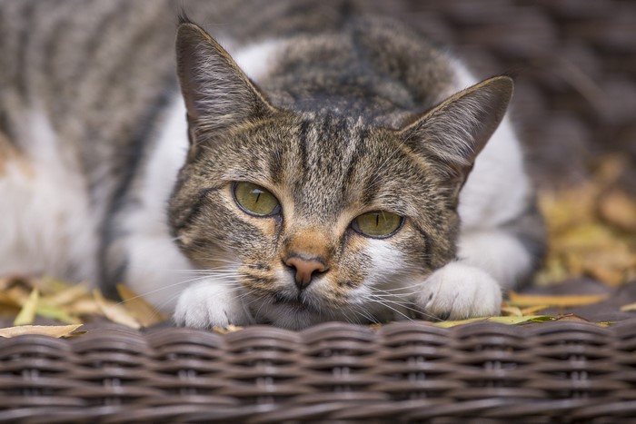 Tabby cat with green eyes resting on a wicker surface