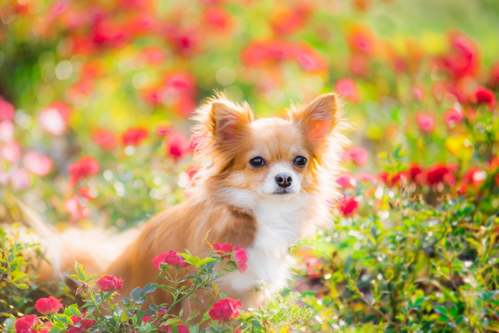 Long-haired Chihuahua dog in a field of red flowers
