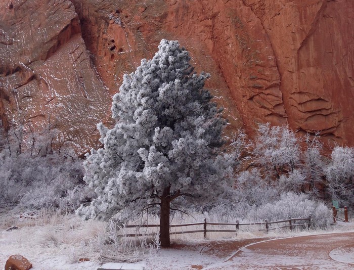 Pine tree covered in frost in front of red rock formations