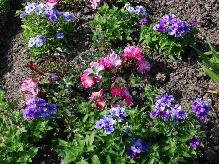 Pink and purple phlox flowers in a garden