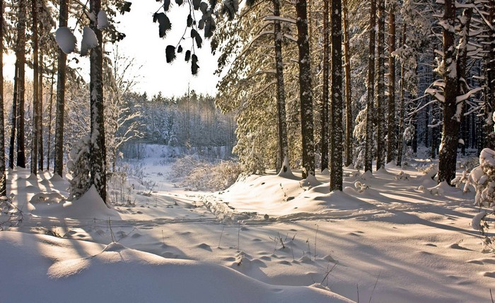 Snowy forest with sunlit trees and shadows