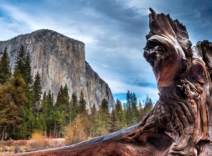 Yosemite National Park with El Capitan and a fallen tree