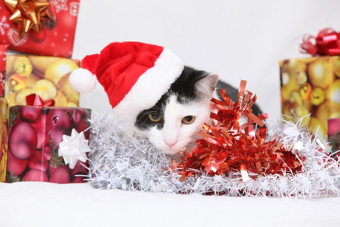 Black and white cat wearing a Santa hat with Christmas gifts