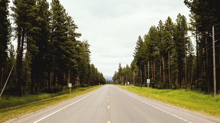 Road through a pine forest