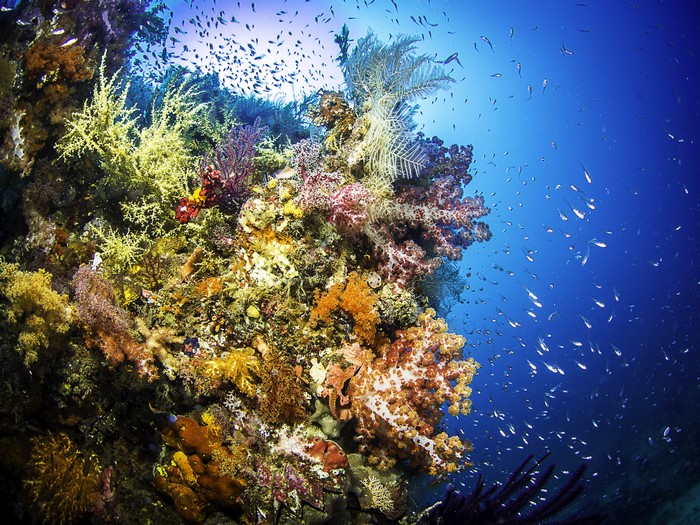 4K Underwater World with Corals and Fish