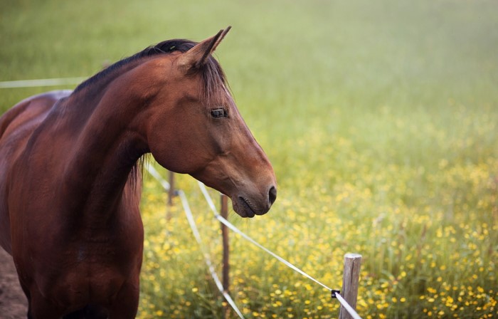 Brown horse behind a fence in a field